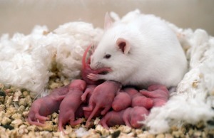 mouse-and-babies